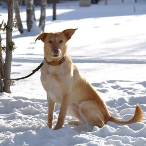 Nine Realms K9 Eowyn