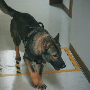 Nine Realms K9 Daken