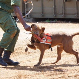 K9 Popo Singita Grumeti