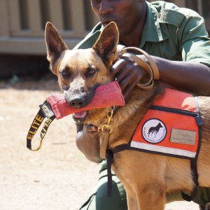 K9 Radar Singita Grumeti
