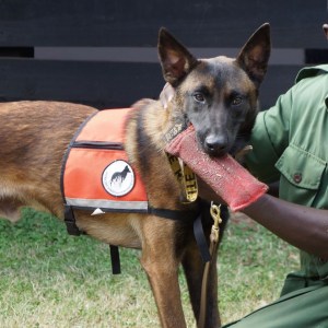 K9 DJ Singita Grumeti