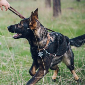 Shards of Narsil von Nine Realms