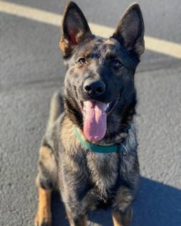 Osa, Nine Realms Narcotic Detection