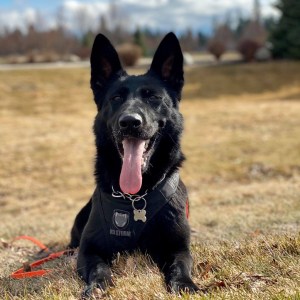 Hati Nine Realms Dual Purpose K9