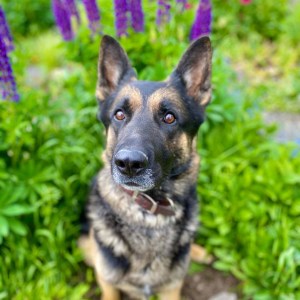 Nine Realms Certified Koda