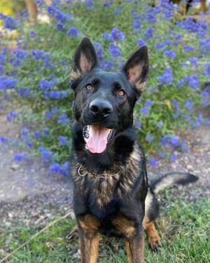 Nine Realms Narcotics Detection Dog Otto