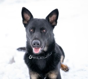 pridwen-aus-dem-tal-face