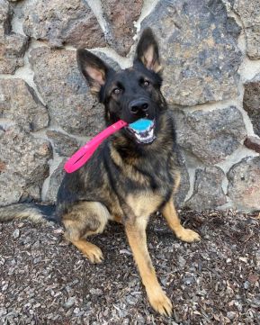 nine-realms-strider-10months