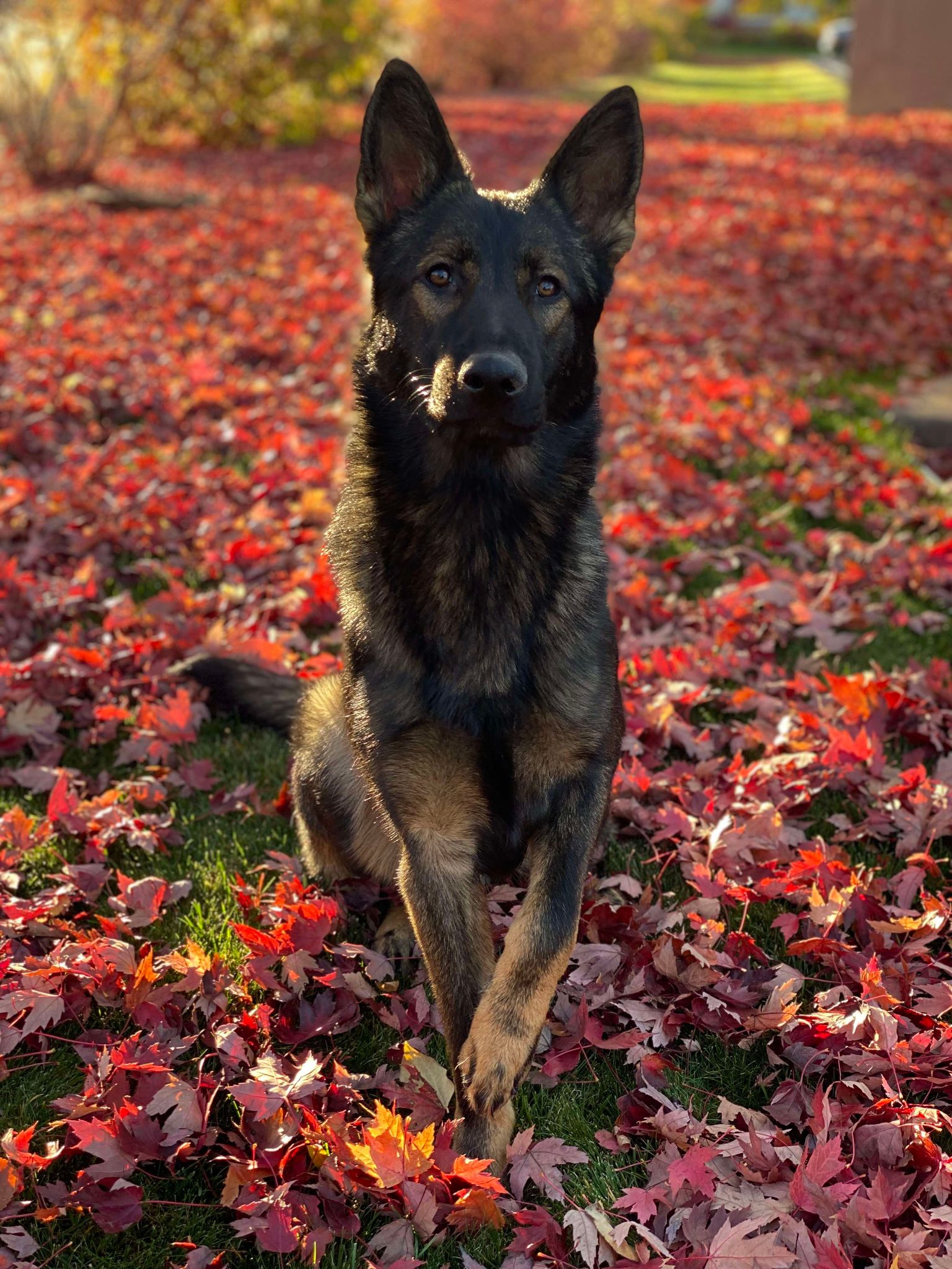 Meet the Pack – NINE REALMS CANINE TRAINING